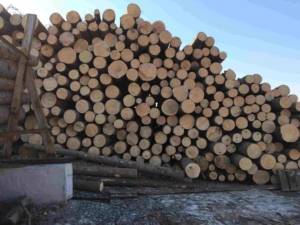 Круглый лес